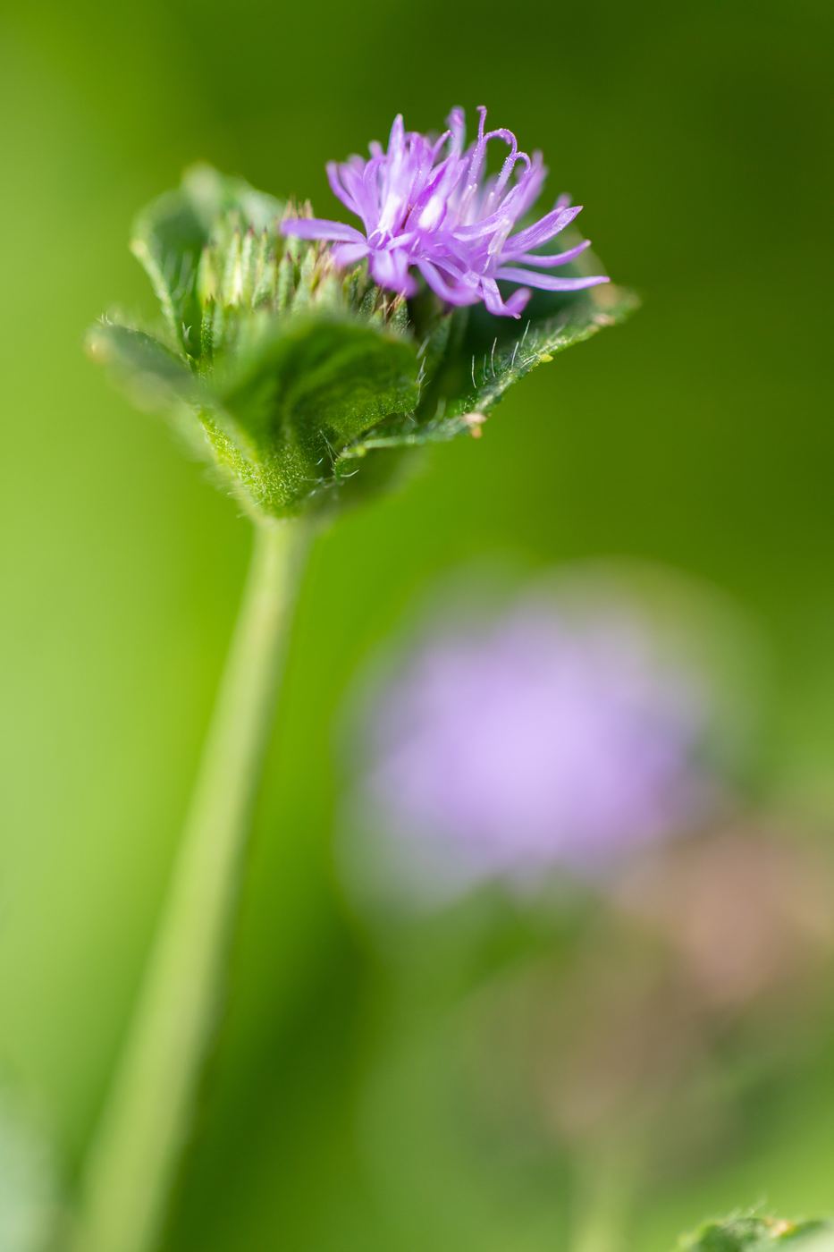 Detalhe de aromaterapia